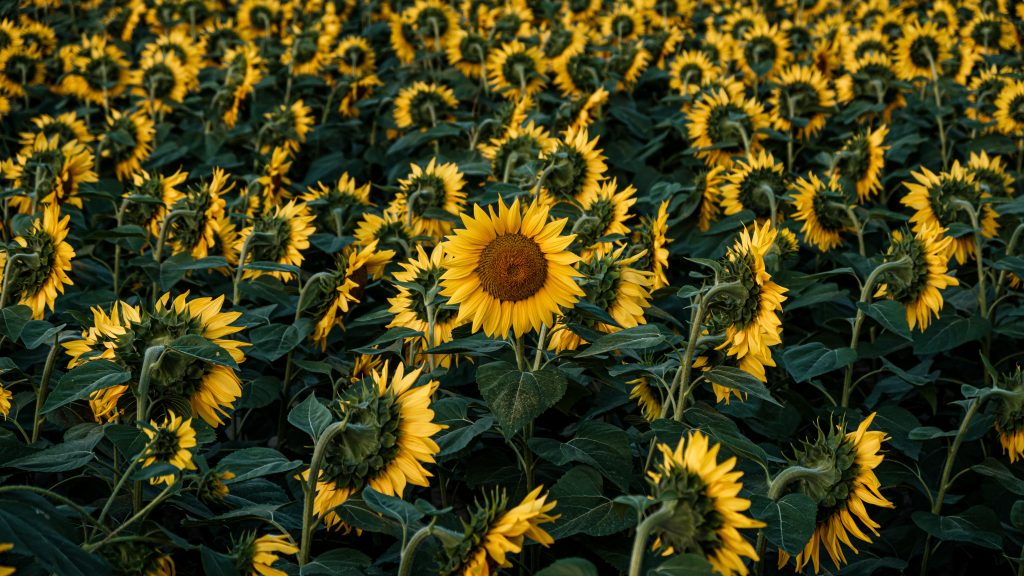 Sunflowers in a field: positive visualisation